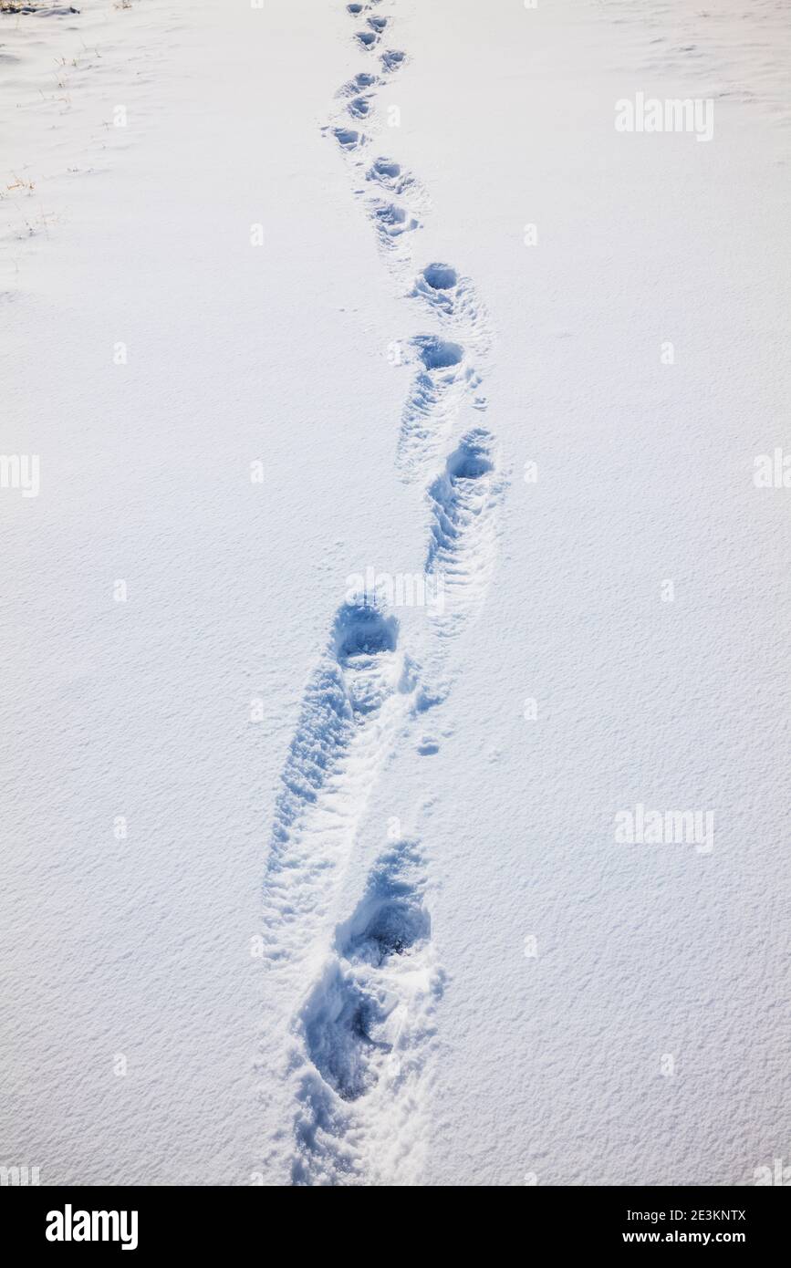 Empreintes humaines dans un pâturage couvert de neige; Vandaveer Ranch; près de Salida; Colorado; États-Unis Banque D'Images