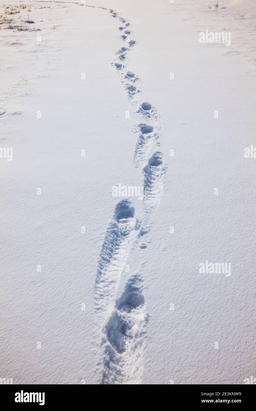 Empreintes humaines dans un pâturage couvert de neige; Vandaveer Ranch; près de Salida; Colorado; États-Unis Banque D'Images
