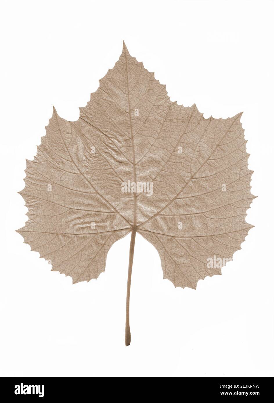 Feuille de vigne isolée sur blanc. Banque D'Images