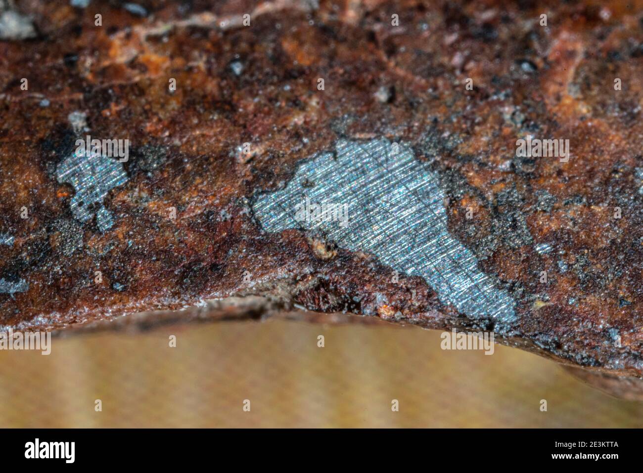 Une tranche interne de type L de météorite chondrite isolée, un morceau de roche formé dans l'espace extra-atmosphérique aux premiers stades du système solaire comme astéroïdes. Banque D'Images