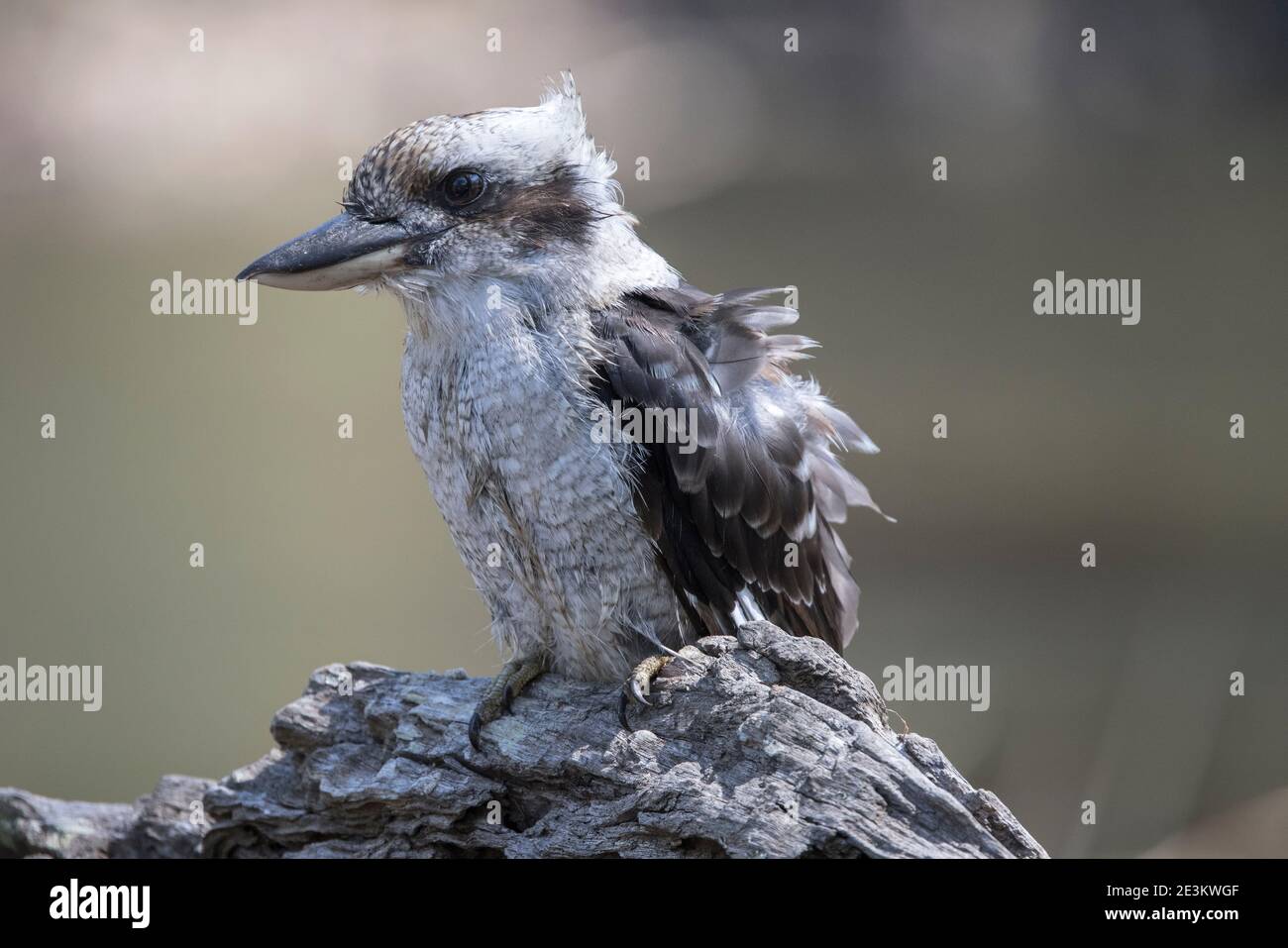 Rire de Kookaburra avec des plumes mouillées après le bain Photo Stock -  Alamy