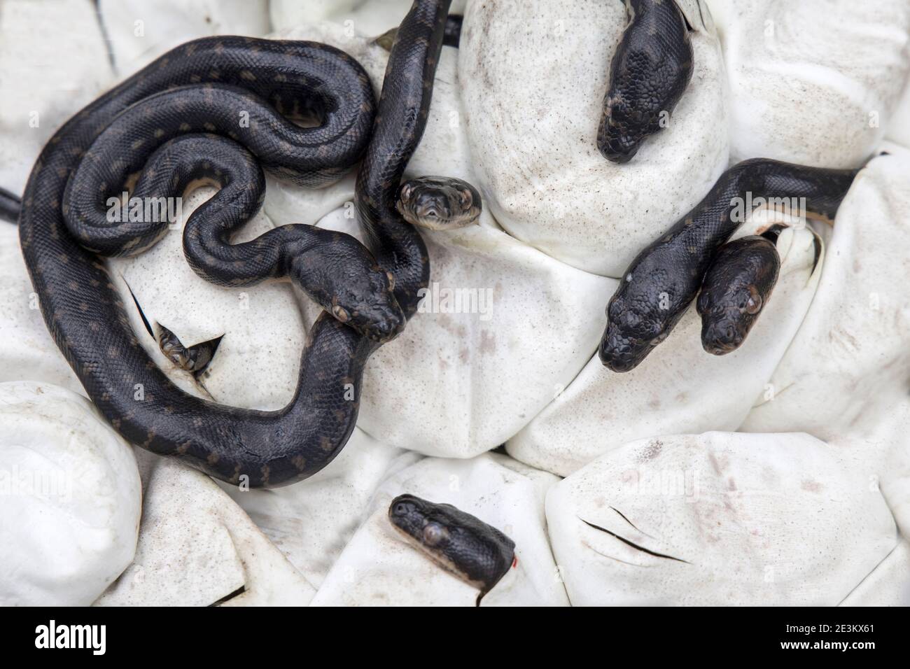 Embrayage de l'éclosion de l'Australian Diamond Python Banque D'Images