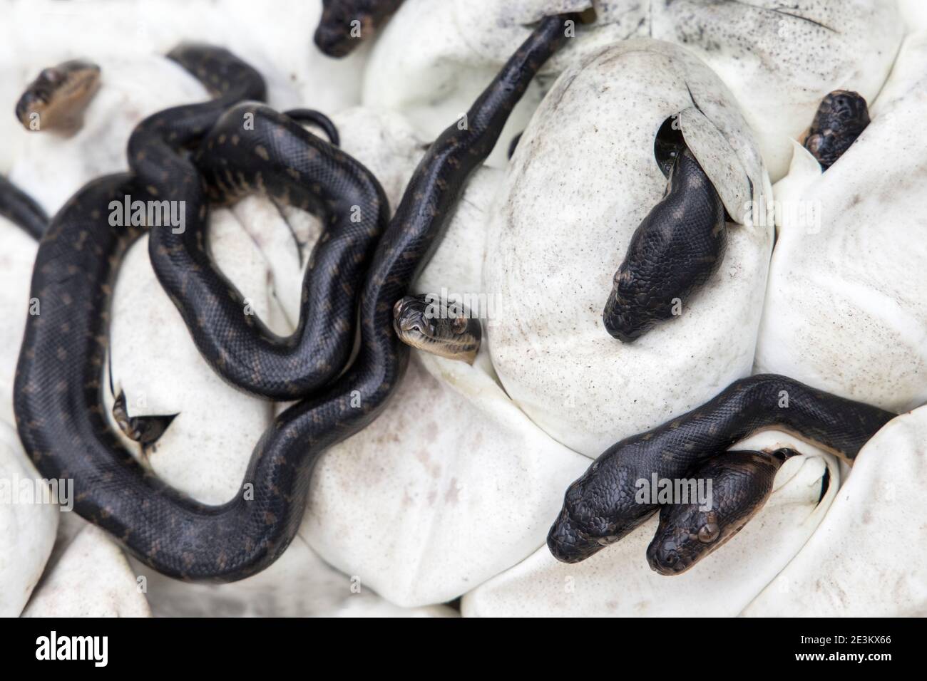 Embrayage de l'éclosion de l'Australian Diamond Python Banque D'Images
