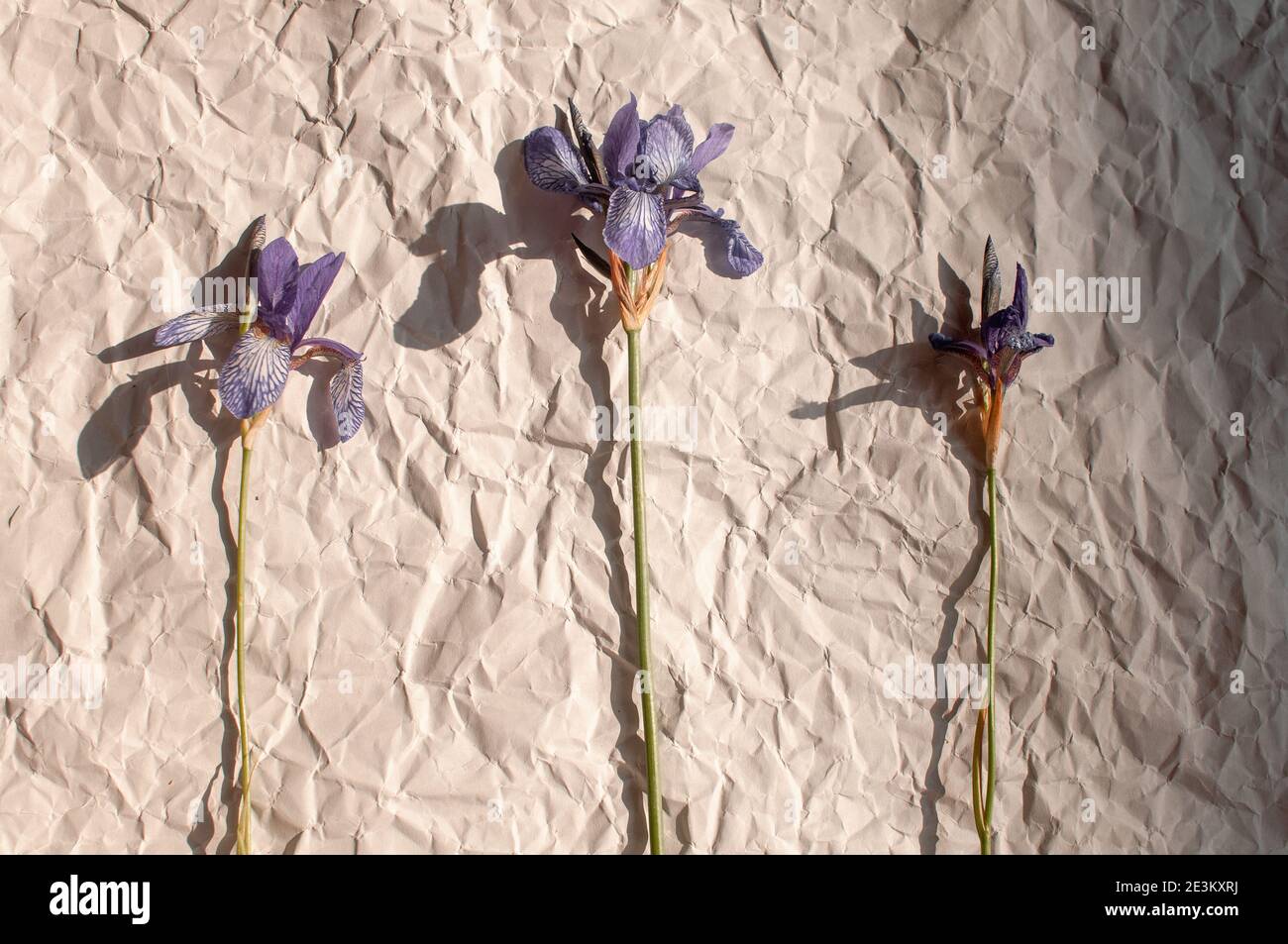 les fleurs sauvages de l'iris violet sont récoltées dans un bouquet avec feuilles vertes sur fond de papier gris froissé Banque D'Images