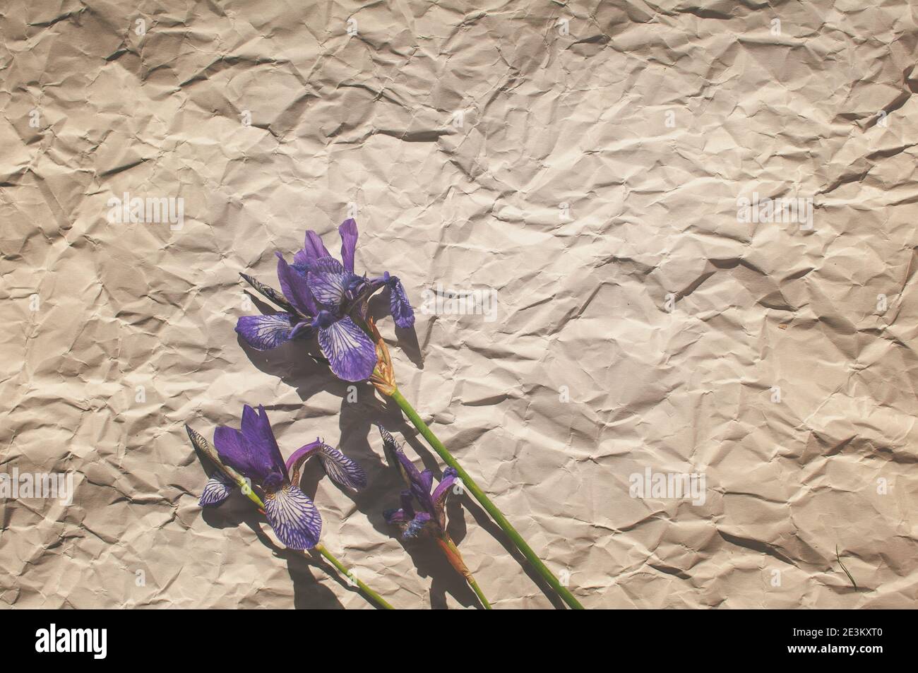les fleurs sauvages de l'iris violet sont récoltées dans un bouquet avec feuilles vertes sur fond de papier gris froissé Banque D'Images