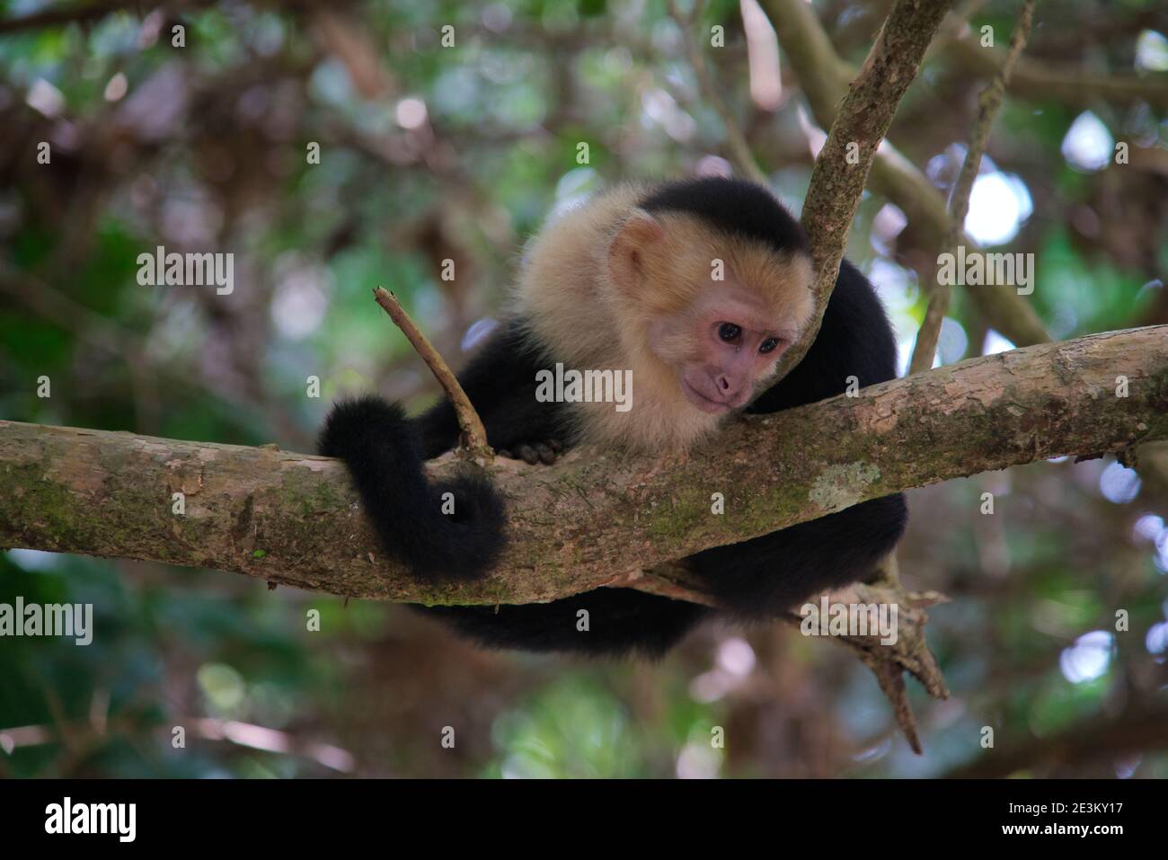 Singe capuchin sauvage à tête blanche au Costa Rica Banque D'Images