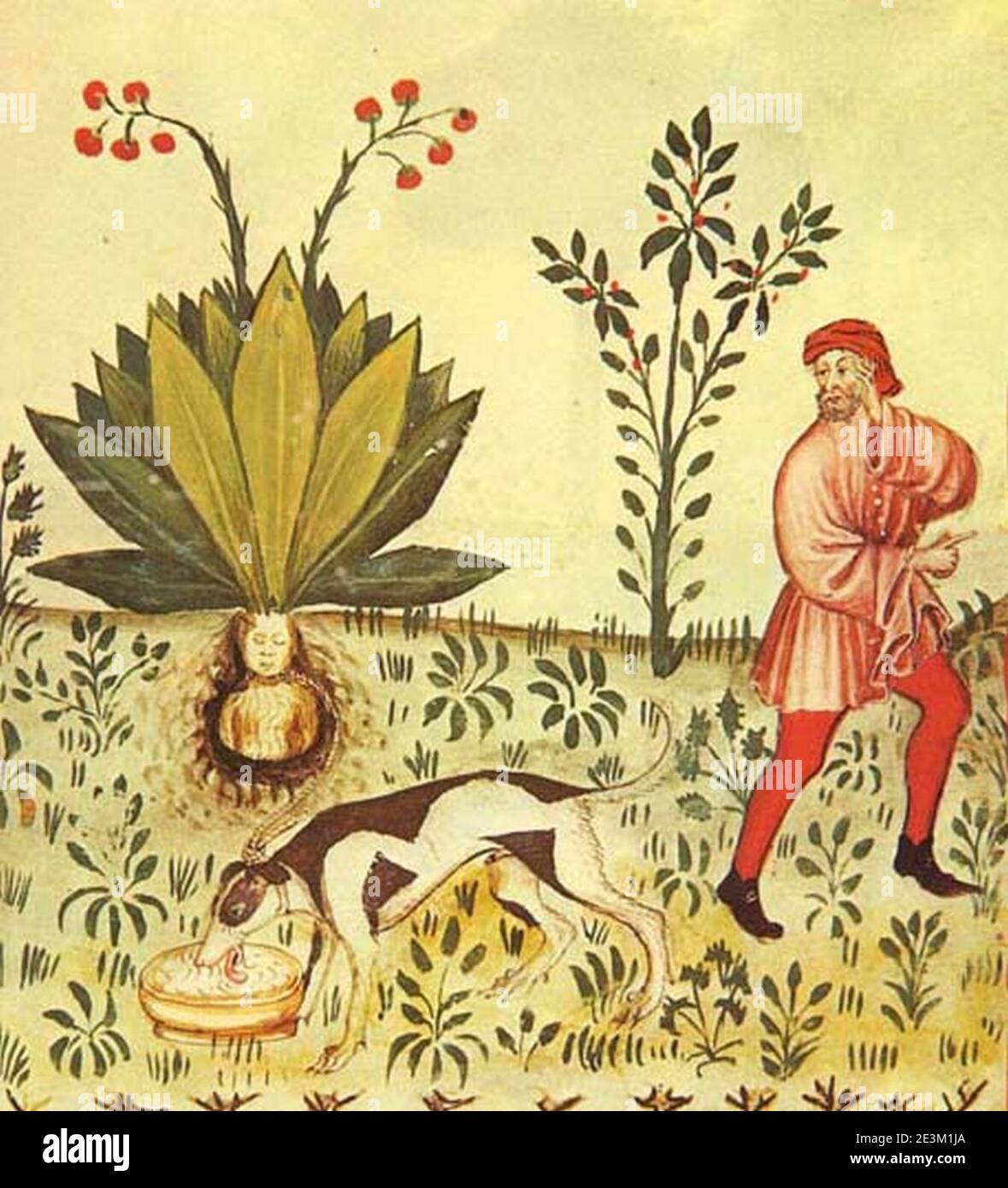 Mandragora Tacuinum Sanitatis. Banque D'Images