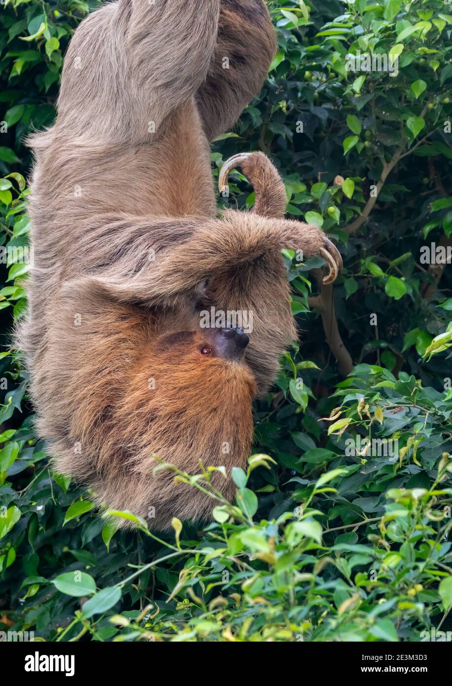 Loth à deux doigts de Hoffmann (Choloepus hoffmanni) accroché à un arbre, Moody Gardens. Banque D'Images
