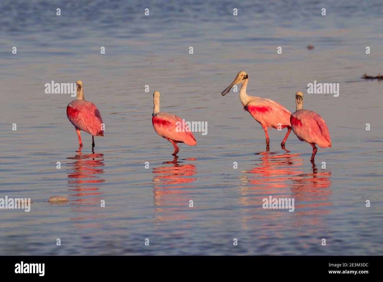 Le groupe de spatules se nourrissant dans la baie de Galveston, Texas, États-Unis Banque D'Images