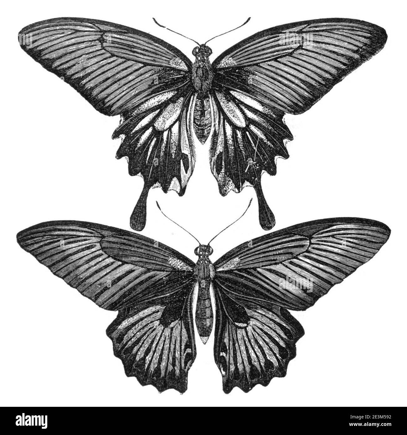 Les femelles de l'archipel malais de Papilio memnon. Banque D'Images