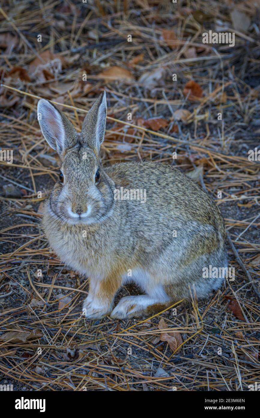 Lapin de Nuttall ou de Mountain Cottontail (Sylvilagus nuttalli) en hiver, Castle Rock Colorado USA. Photo prise en décembre. Banque D'Images Lapin de Nuttall ou de Mountain Cottontail (Sylvilagus nuttalli) en hiver, Castle Rock Colorado USA. Photo prise en décembre. Banque D'Images