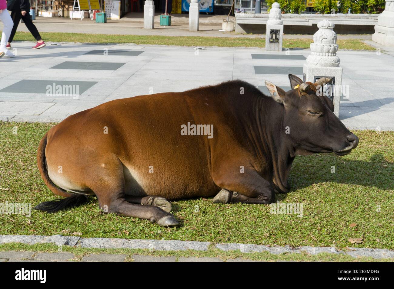 Bétail sauvage de Hong Kong, vache brune sauvage dormant dans un pré, Ngong Ping, île Lantau Banque D'Images