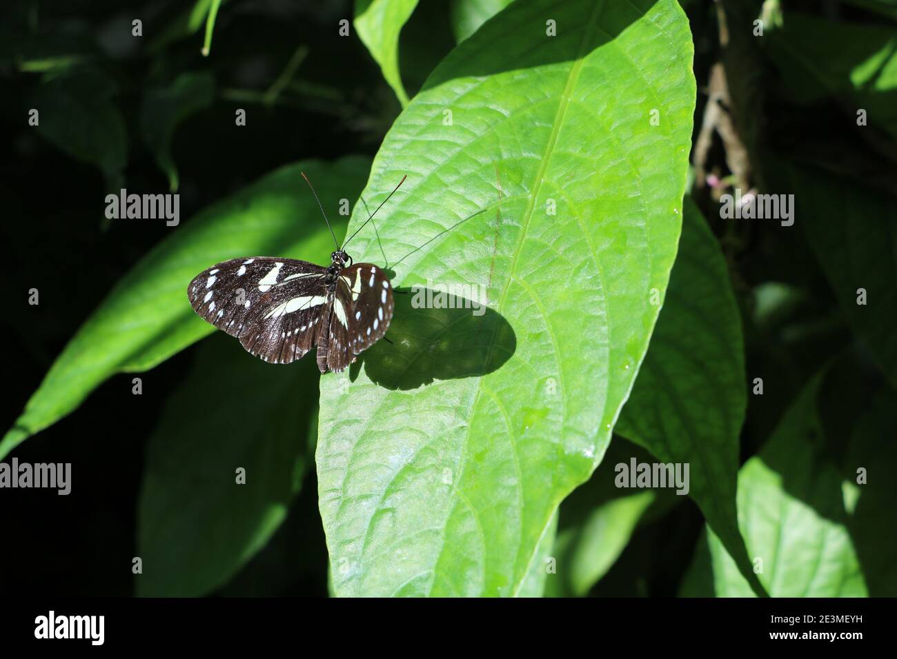Petit papillon noir et blanc debout sur une feuille verte. Banque D'Images