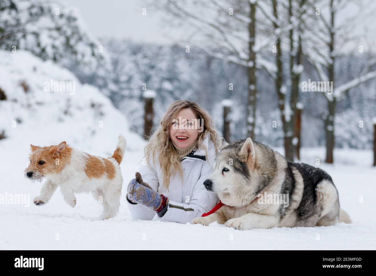 La jeune fille se promette sur un traîneau avec des huskies sibériennes dans la forêt d'hiver. Animaux de compagnie. Husky. Poster d'art Husky, impression Husky, Banque D'Images