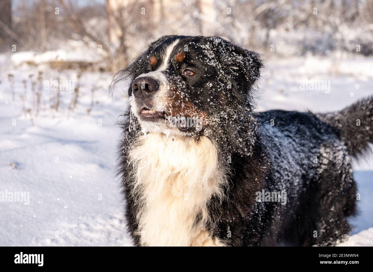 chien de montagne bernois recouvert de neige marchant dans les grandes dérives de neige. beaucoup de neige sur les rues d'hiver Banque D'Images