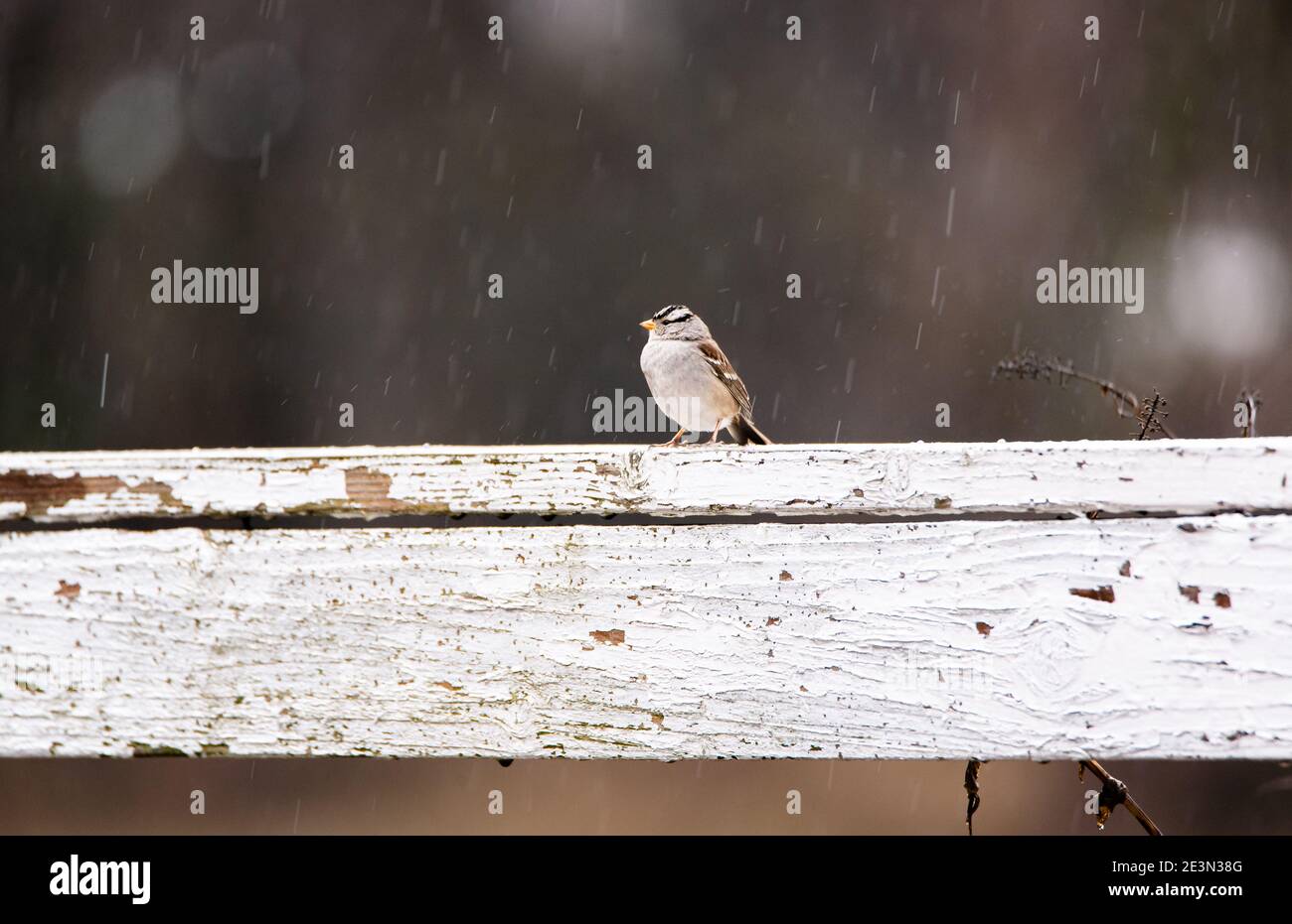 Bruant à couronne blanche, Zonotrichia leucophyrys, sur une clôture en rainstorme Banque D'Images