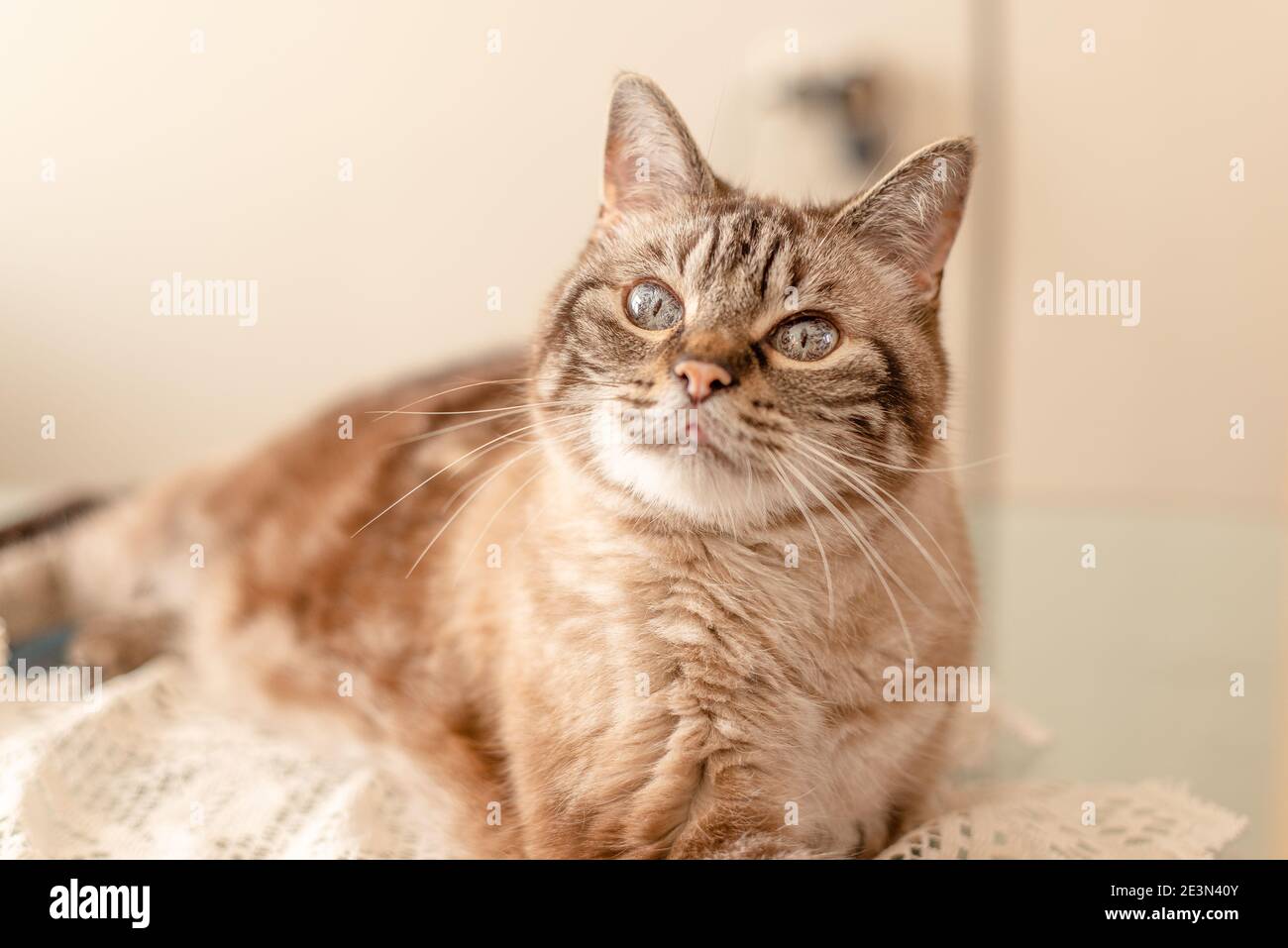 Beau chat de famille senior posé sur une table et regardant à l'appareil photo Banque D'Images