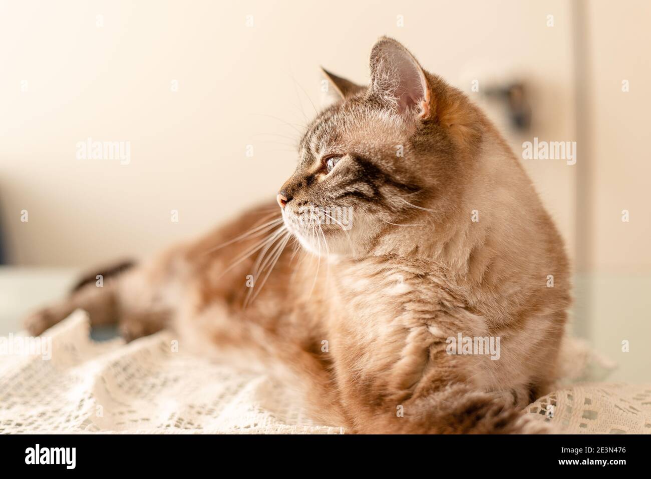 Portrait de profil de lumière naturelle de chat tabby âgé, mémoire d'animal de compagnie de famille Banque D'Images