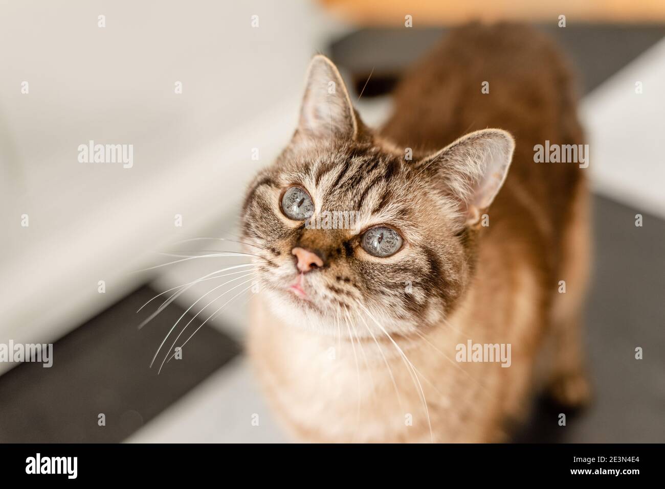 Tabby rayé chat regardant vers le haut, foyer sélectif sur les yeux et les oreilles Banque D'Images