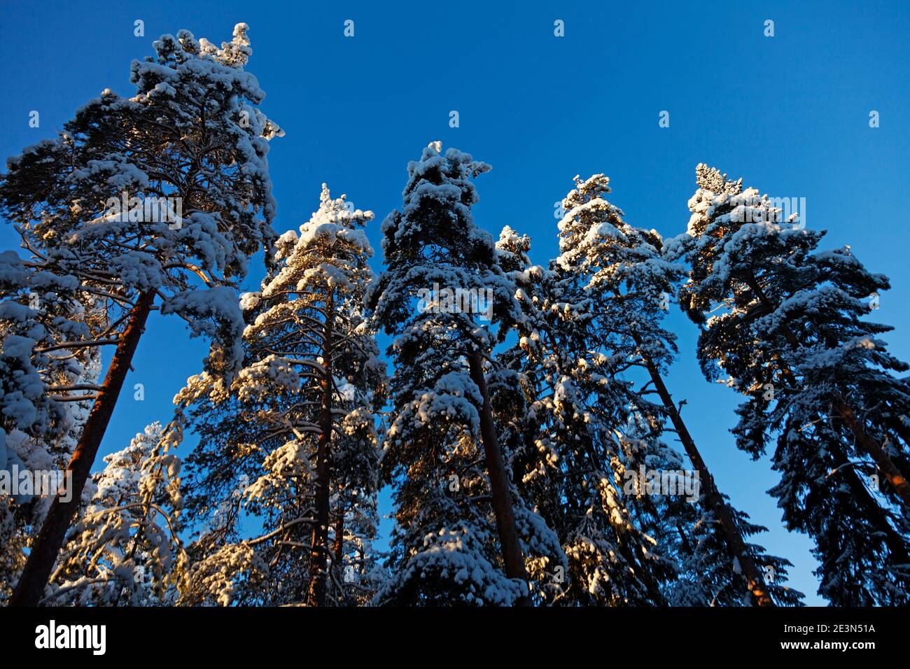 arbres enneigés sous la lumière du soleil pendant la journée froide d'hiver Banque D'Images