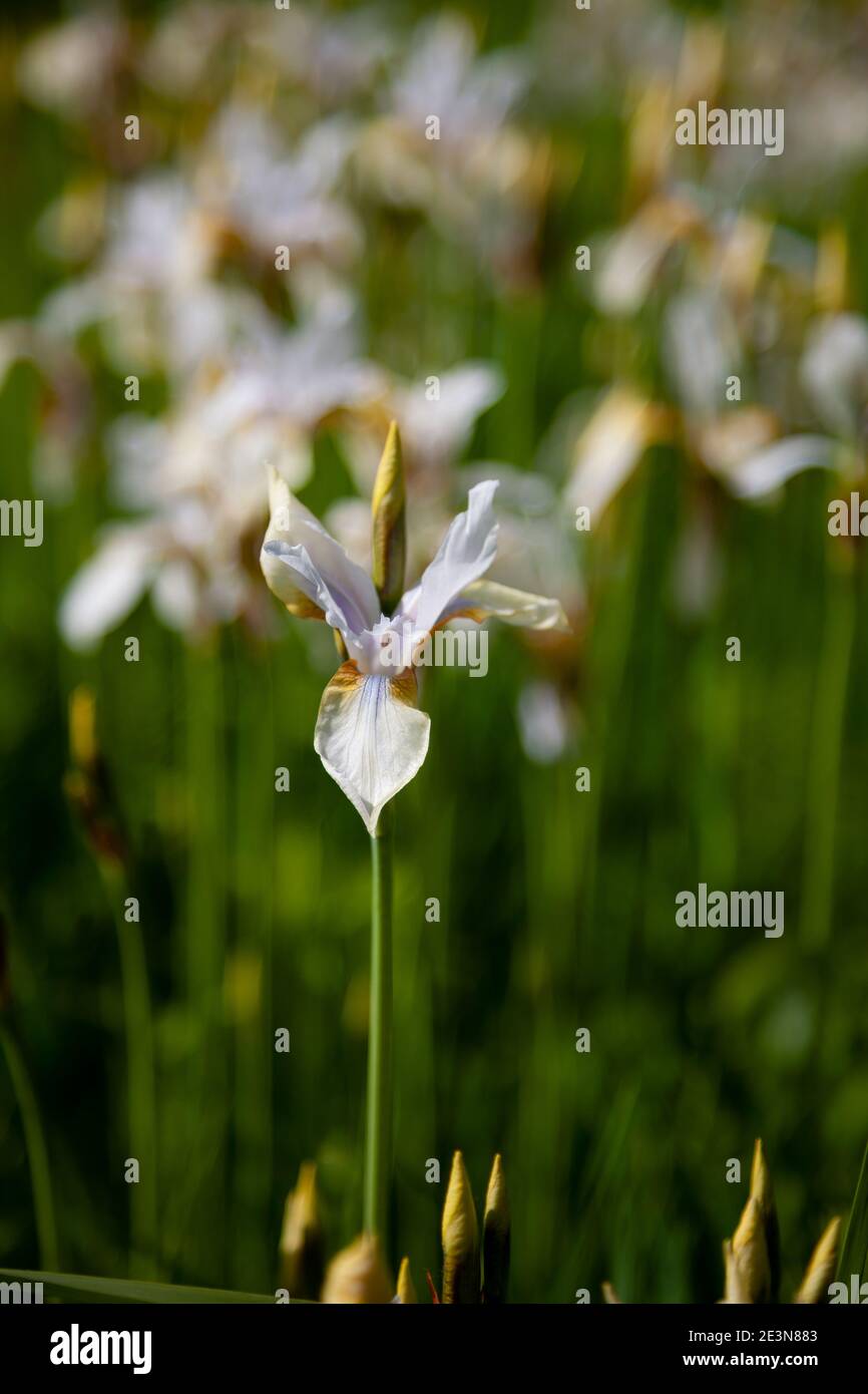 Iris blanc sur le lit de fleur. Iris japonais dans le jardin. Fleurs blanches en été. Les bourgeons sont en fleur. Banque D'Images