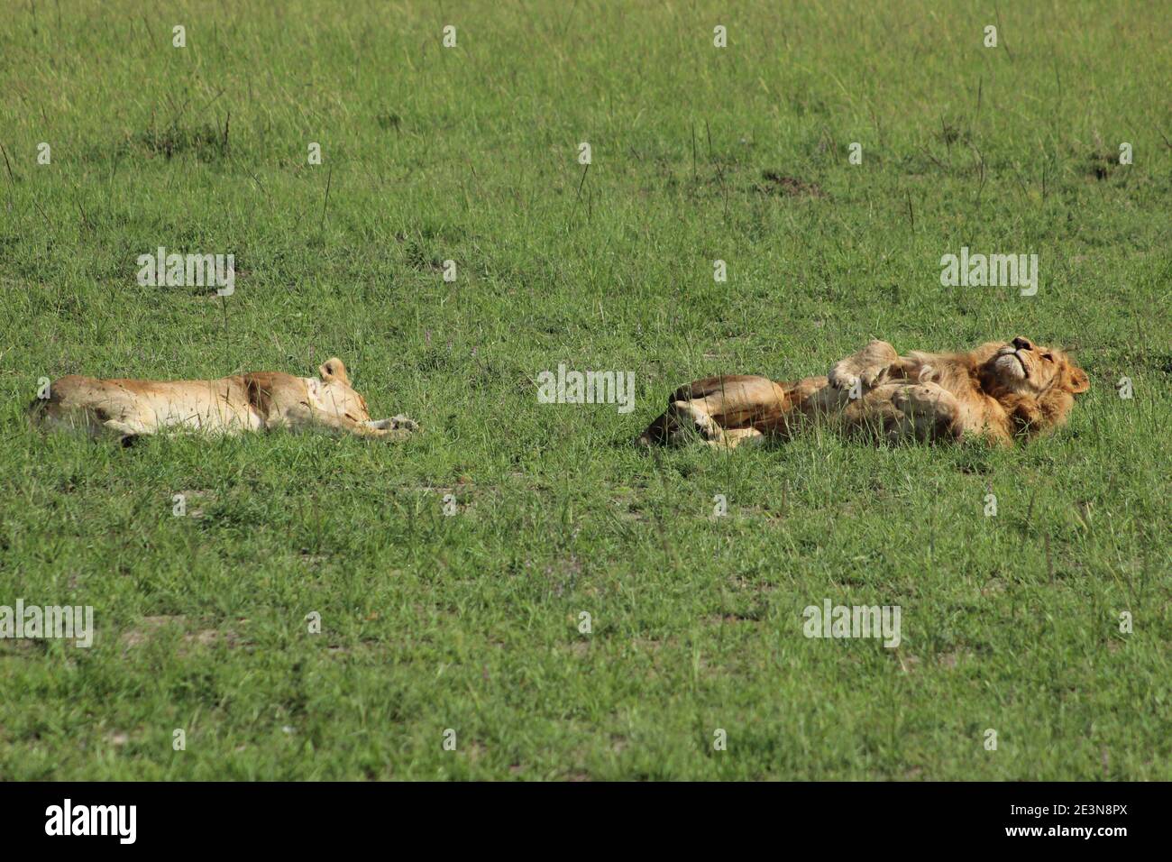 Un lion de sexe masculin roule dans l'herbe frottant le dos Comme une femme dort à proximité dans le Masai Mara in Kenya Banque D'Images