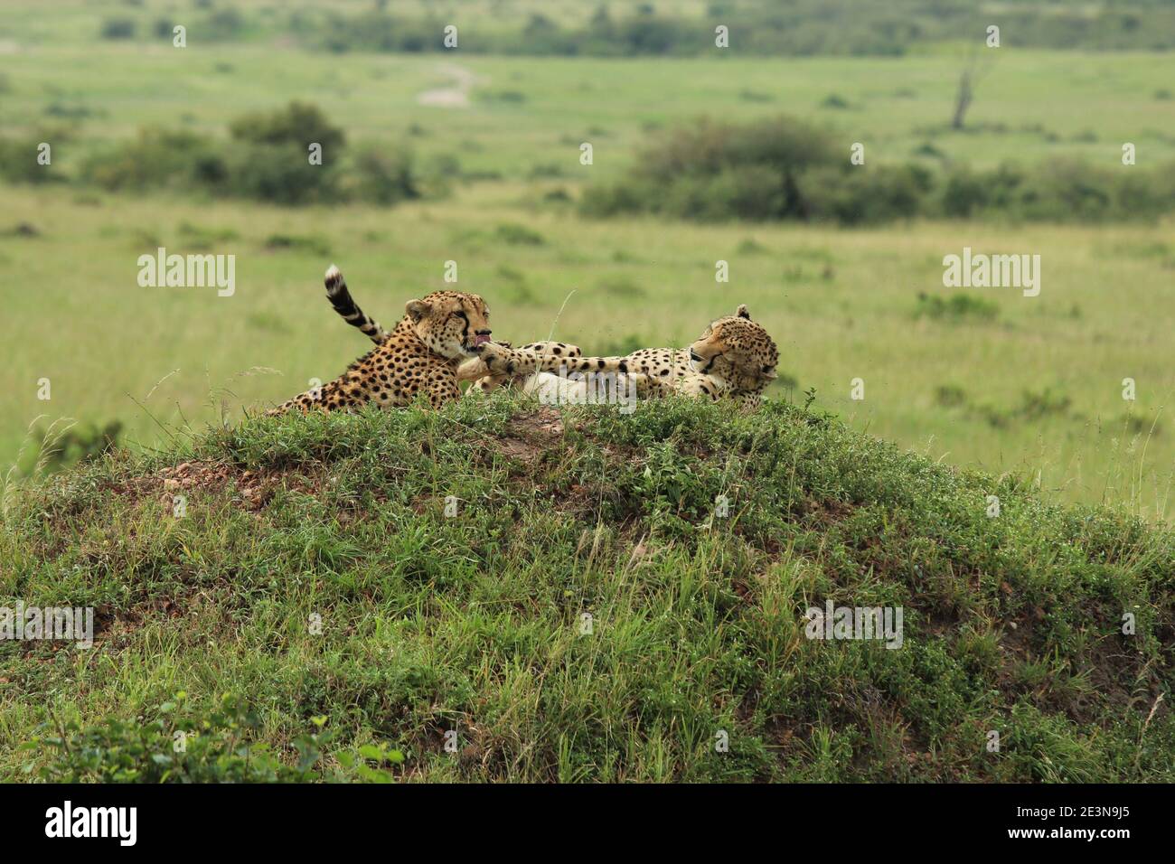 Un guépard léche la jambe de son compagnon pendant qu'il se repose Sur une petite colline dans le Masai Mara au Kenya Banque D'Images