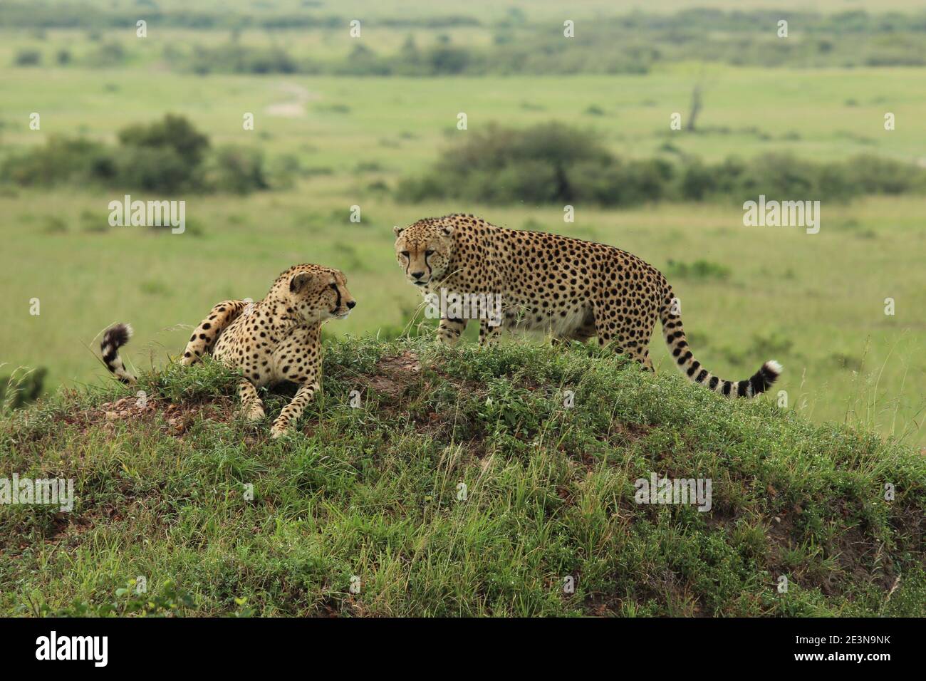 Deux cheetahs recherchent les dangers à proximité tout en se reposant sur Sommet d'une petite colline dans le Masai Mara in Kenya Banque D'Images