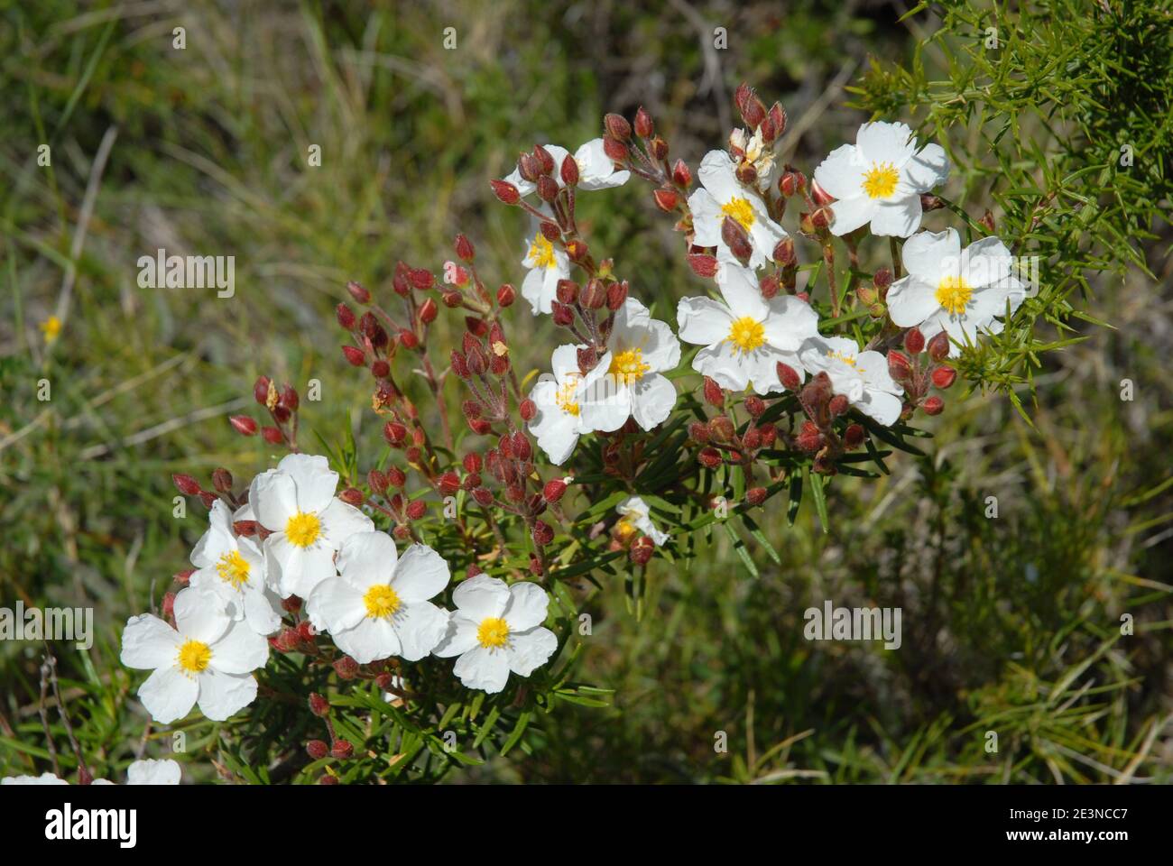Belles fleurs blanches de cistus à feuilles étroites, également connu sous le nom de Cistus monspeliensis, en croissance sauvage en Espagne Banque D'Images