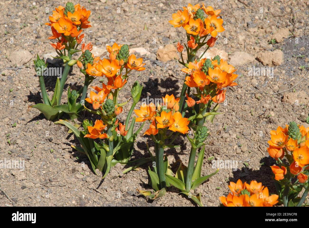 Plante d'étoile orange en fleur, également connue sous le nom  d'Ornithogalum dubium, étoile de Bethléem ou étoile du Soleil Photo Stock -  Alamy