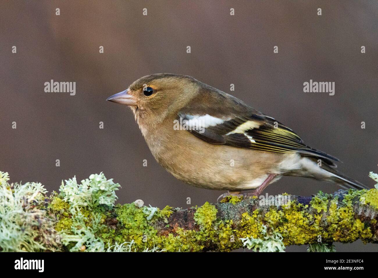 Common Chaffinch (Fringilla coelebs) Banque D'Images