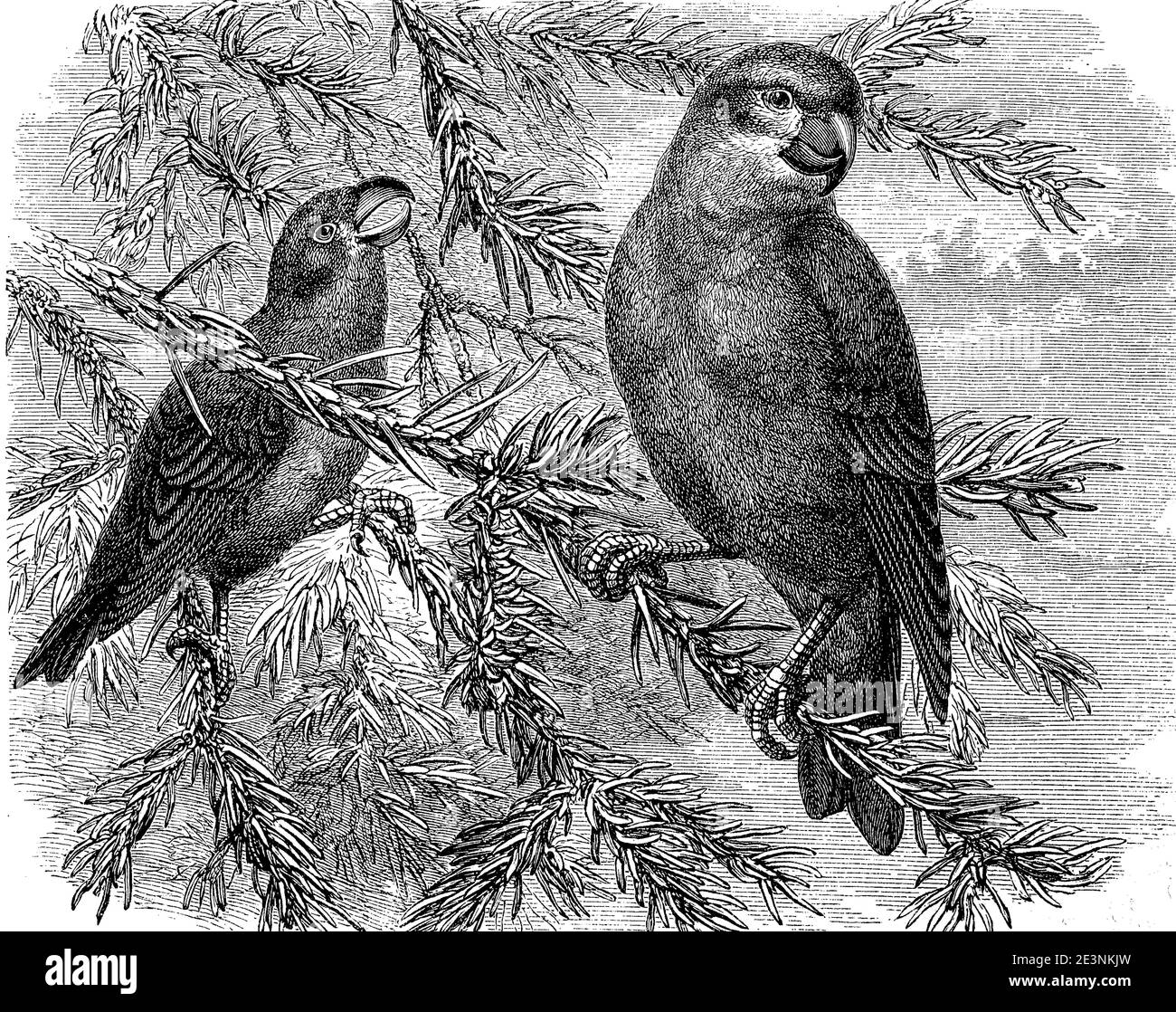 parrot crossbill, Loxia pytyopsittacus, un petit oiseau de passereau de la famille finch / Kiefernkreuzschnabel, Loxia pytyopsittacus, ein Singvogel aus der Familie der Finken, Historisch, historique, numérique reproduction améliorée d'un original du XIXe siècle / numérique Reprodukention aus 19. Jahrhundert, Banque D'Images
