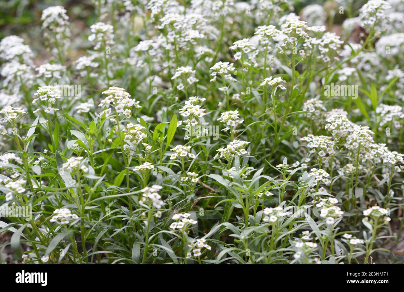 Un gros plan sur le blanc Lobularia maritima, doux tapis d'alyssum de neige plante à faible croissance florale qui fleurit sur un lit de fleurs du début du printemps jusqu'à la fin d'un Banque D'Images