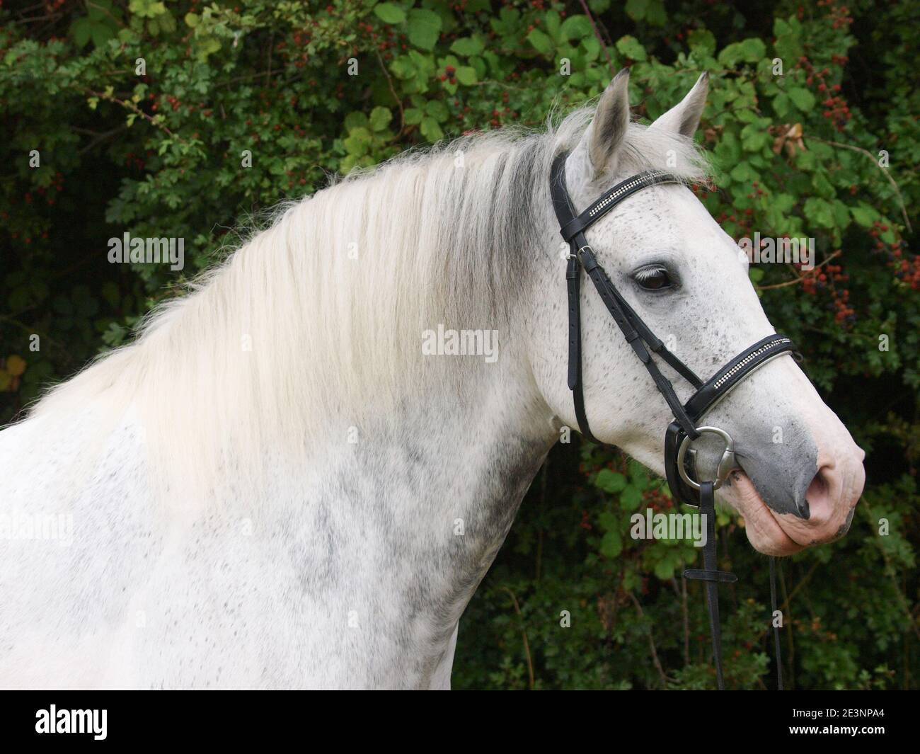Une photo à la tête d'un poney gris appliqué dans une bride de chicane. Banque D'Images