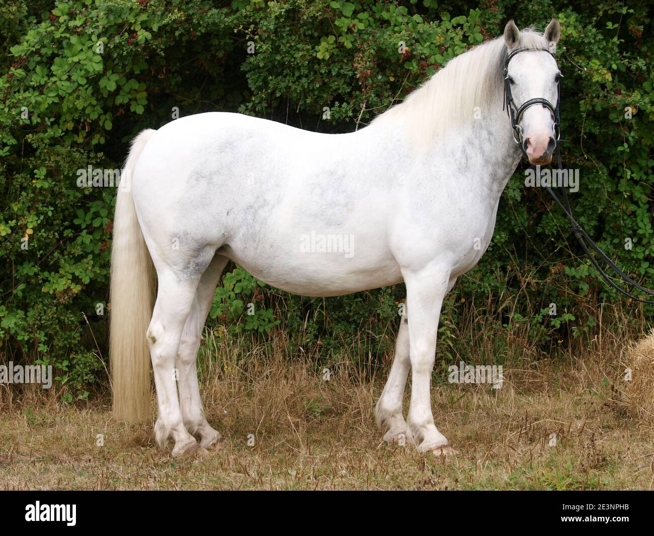 Une photo d'un poney gris appliqué dans une bride de chicane. Banque D'Images