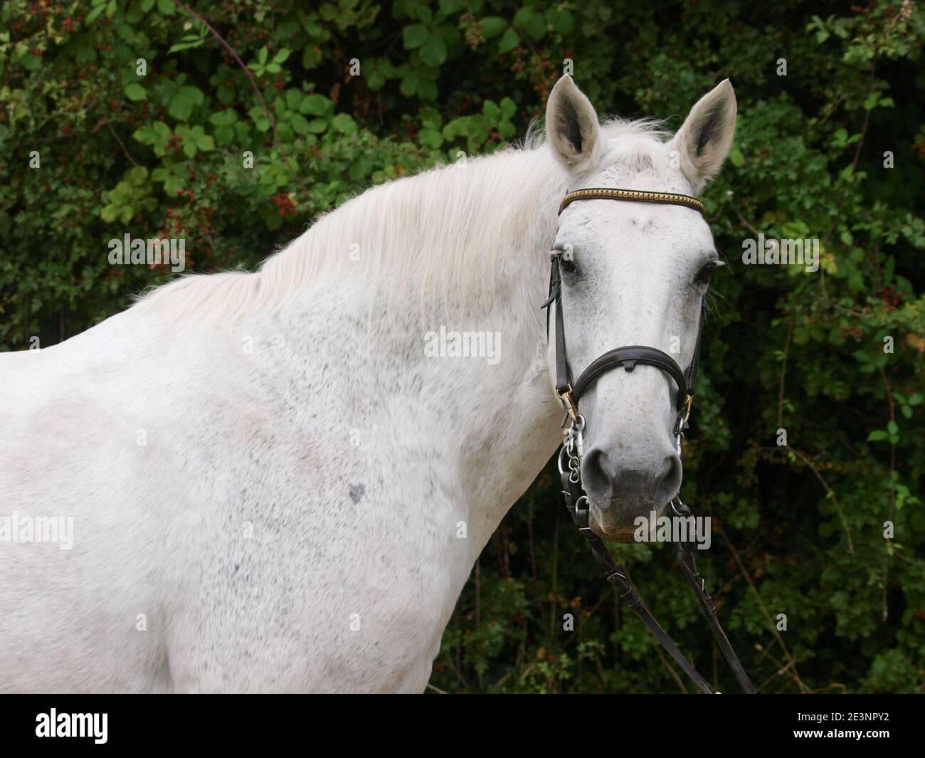 Une photo d'un vieux cheval gris appliqué dans une bride. Banque D'Images