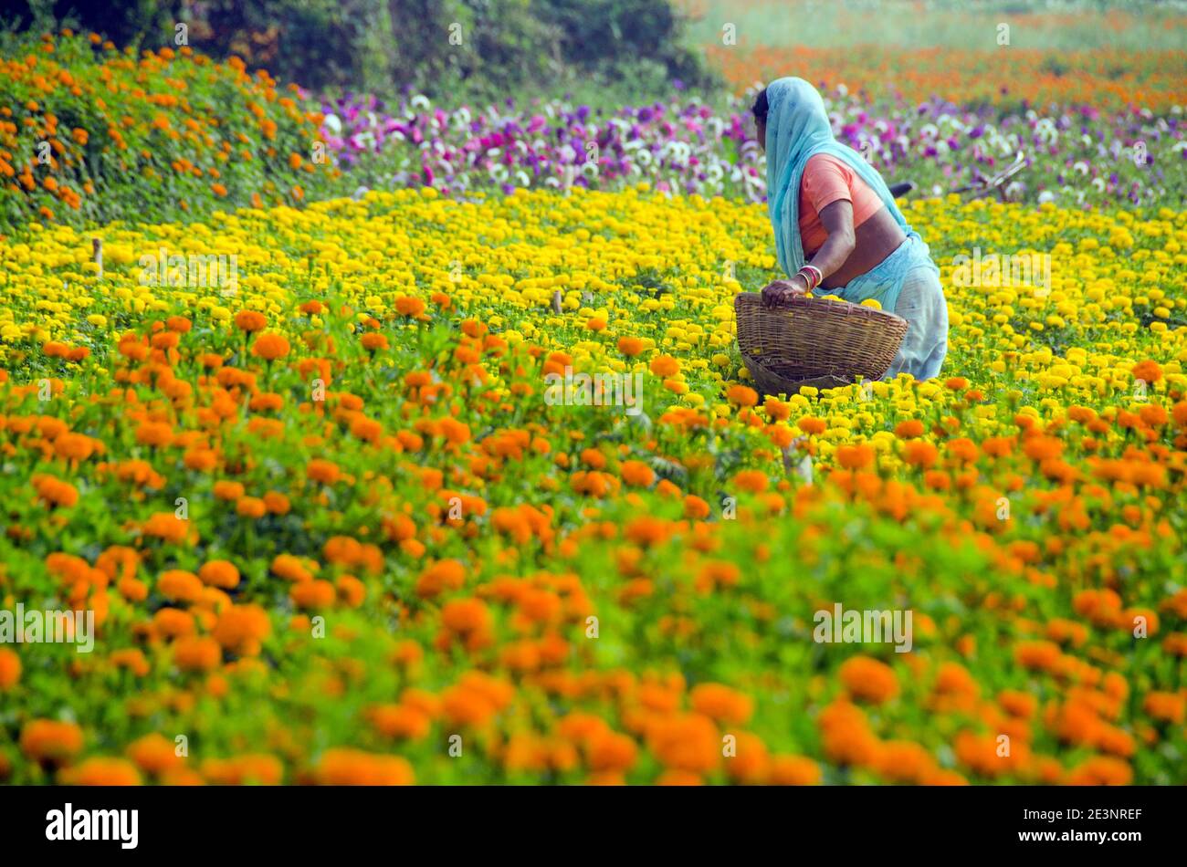 Photo d'un champ de marigold dans la campagne de Medinipur. Dans l'après-midi, une fleur est occupée à cueillir des fleurs de marigold dans le champ de marigold. Banque D'Images