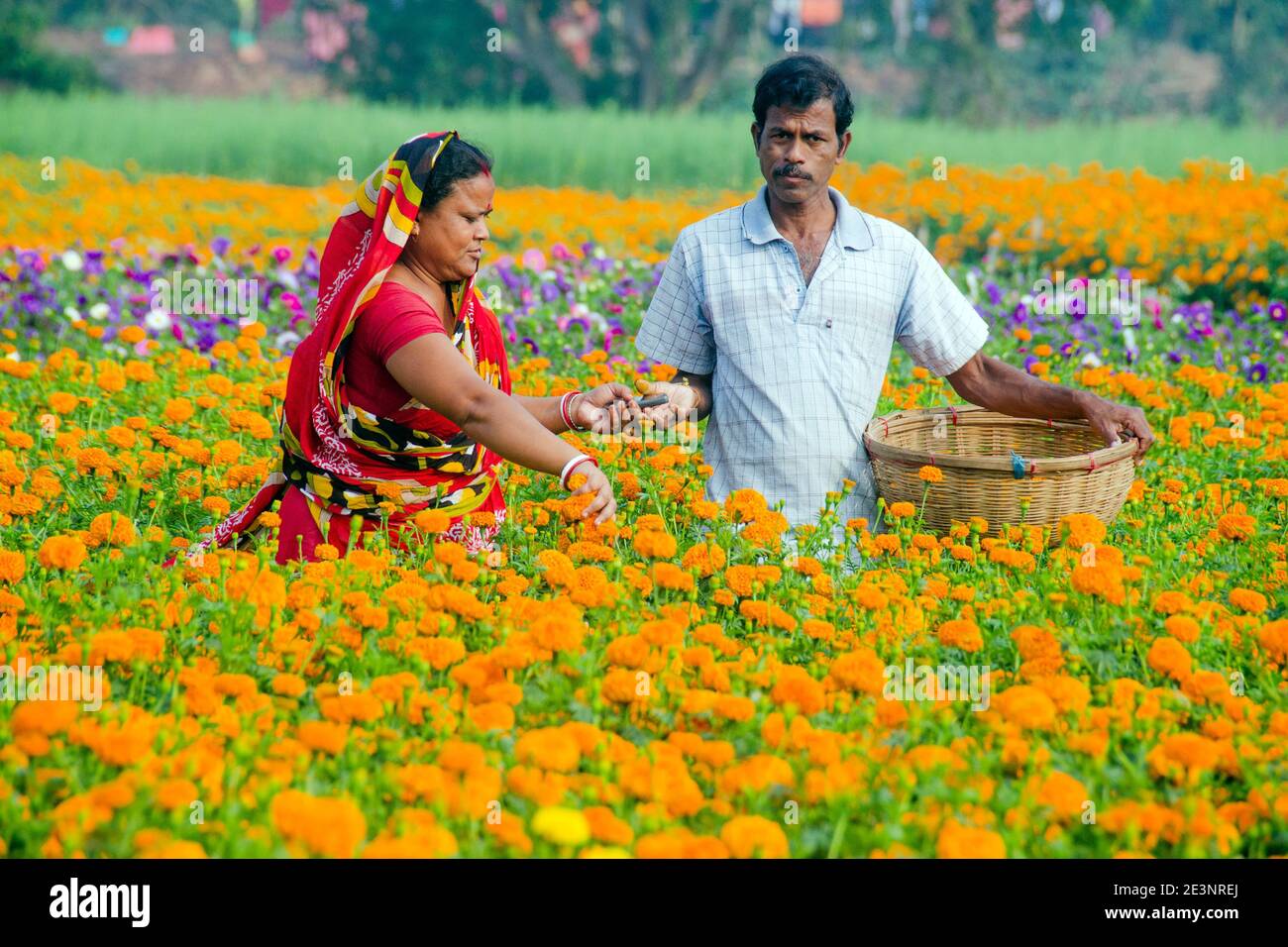 Photo d'un champ de marigold dans la campagne de Medinipur. Dans l'après-midi, les cultivateurs de fleurs de mari et de femme sont occupés à cueillir des fleurs de marigold. Banque D'Images