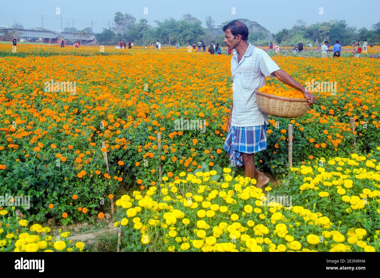 Photo d'un champ de marigold dans la campagne de Medinipur. Dans l'après-midi, un cultivateur de fleurs est occupé à cueillir des fleurs de marigold dans le champ de marigold. Banque D'Images