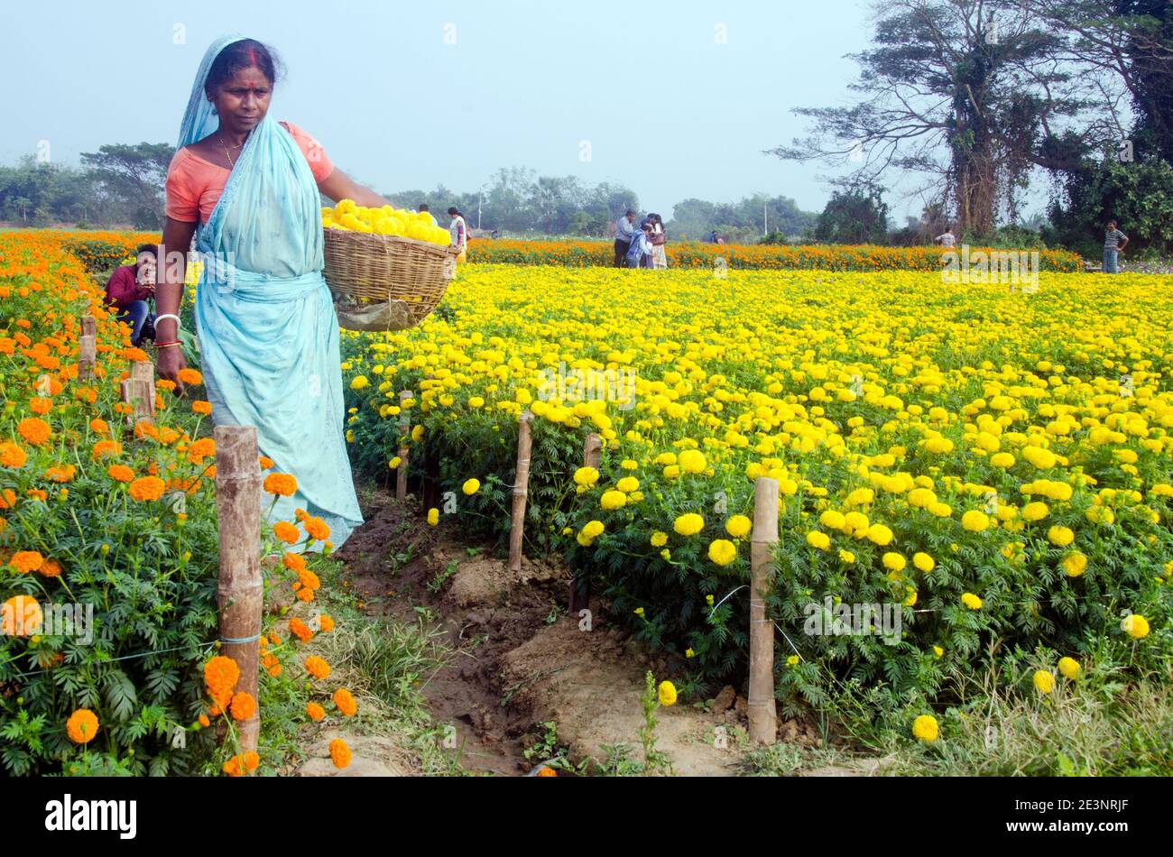 Photo d'un champ de marigold dans la campagne de Medinipur. Dans l'après-midi, une fleur est occupée à cueillir des fleurs de marigold dans le champ de marigold. Banque D'Images