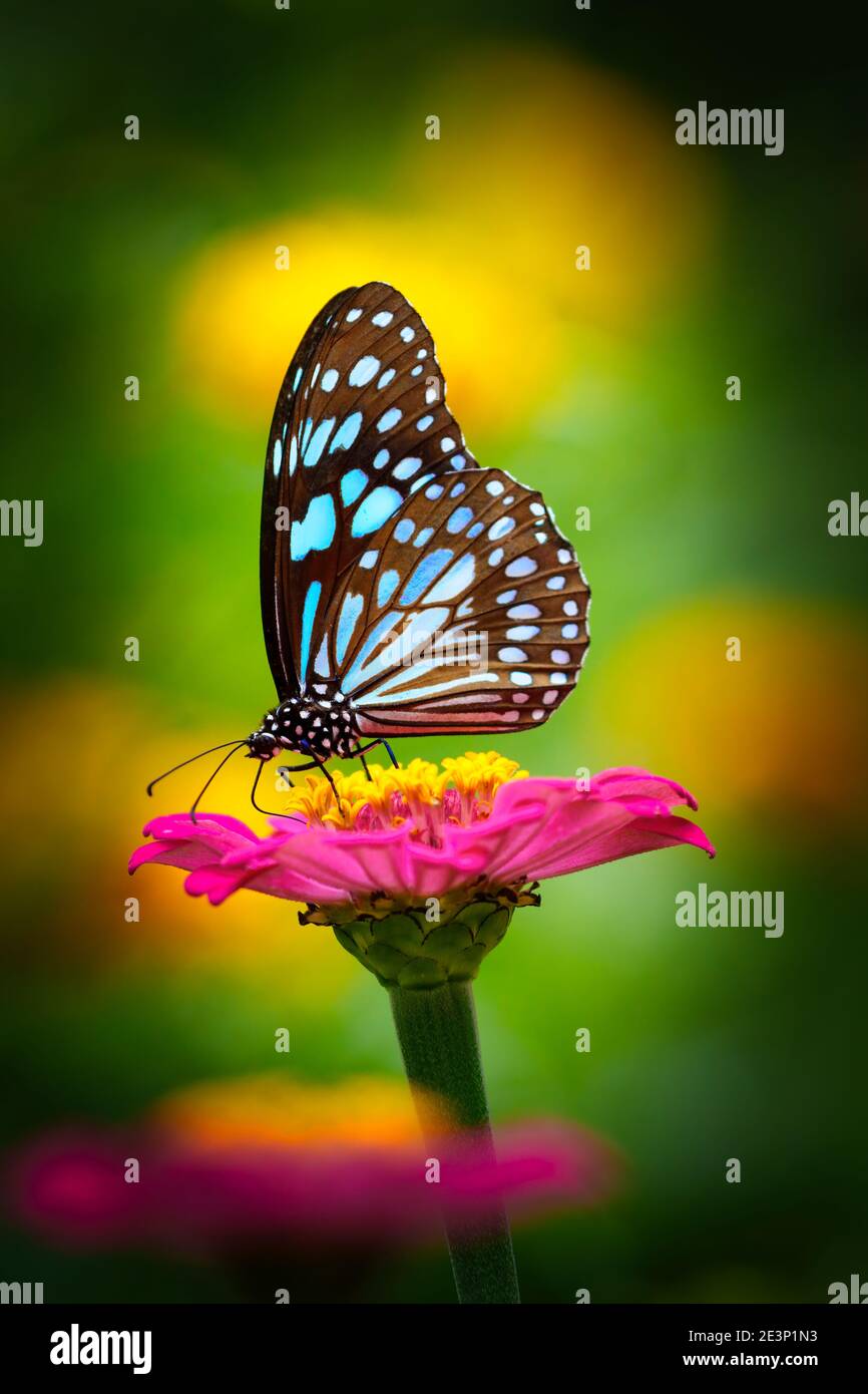 Papillon de tigre bleu sur une fleur rose de zinnia avec foncé arrière-plan jaune Banque D'Images