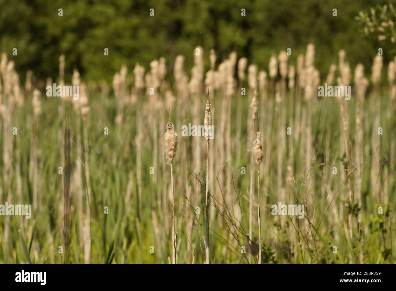 Écosystème de bioplongeurs d'une médow des basses terres anglaises Banque D'Images