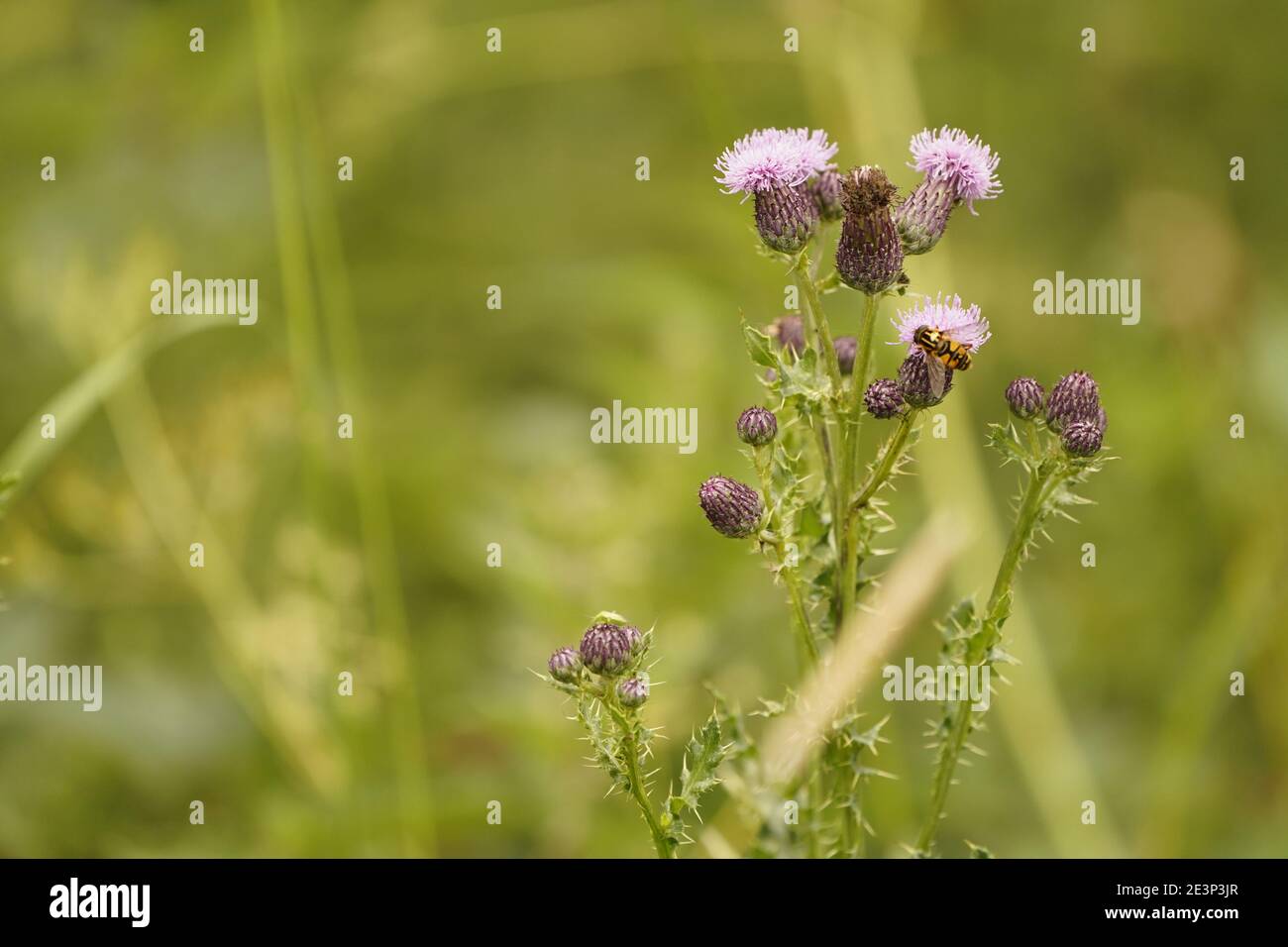 Écosystème de bioplongeurs d'une médow des basses terres anglaises Banque D'Images