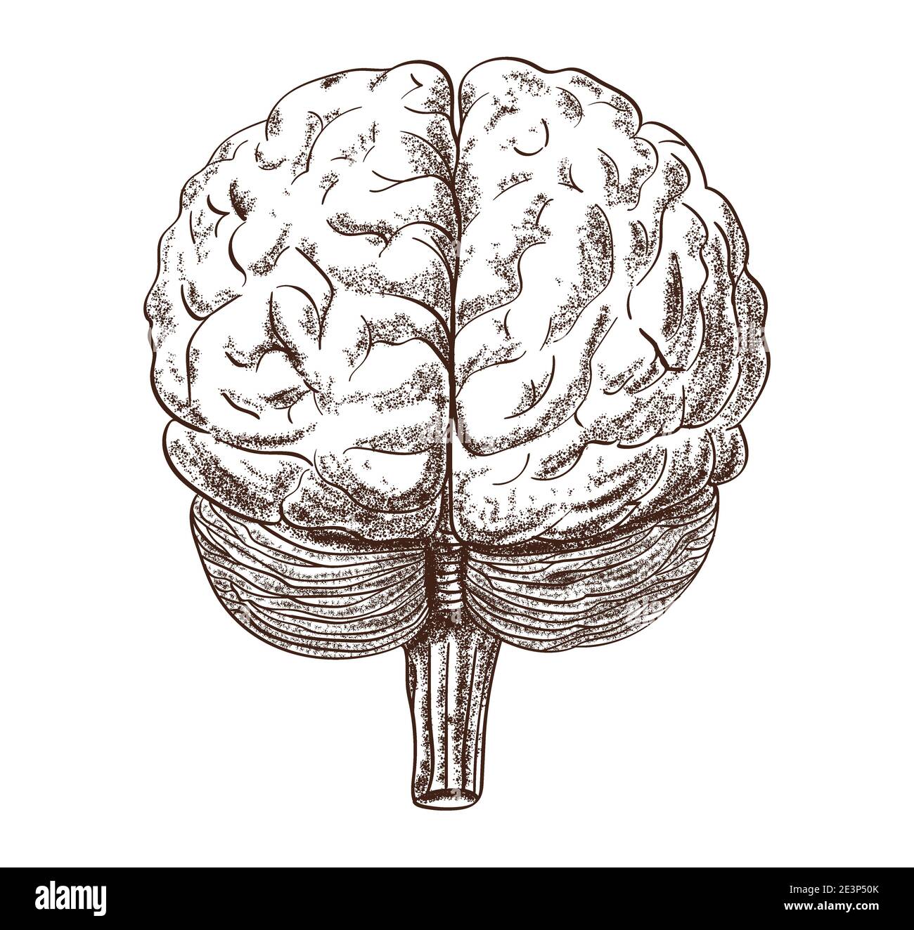 Représentation schématique du cerveau humain sur fond blanc. Banque D'Images