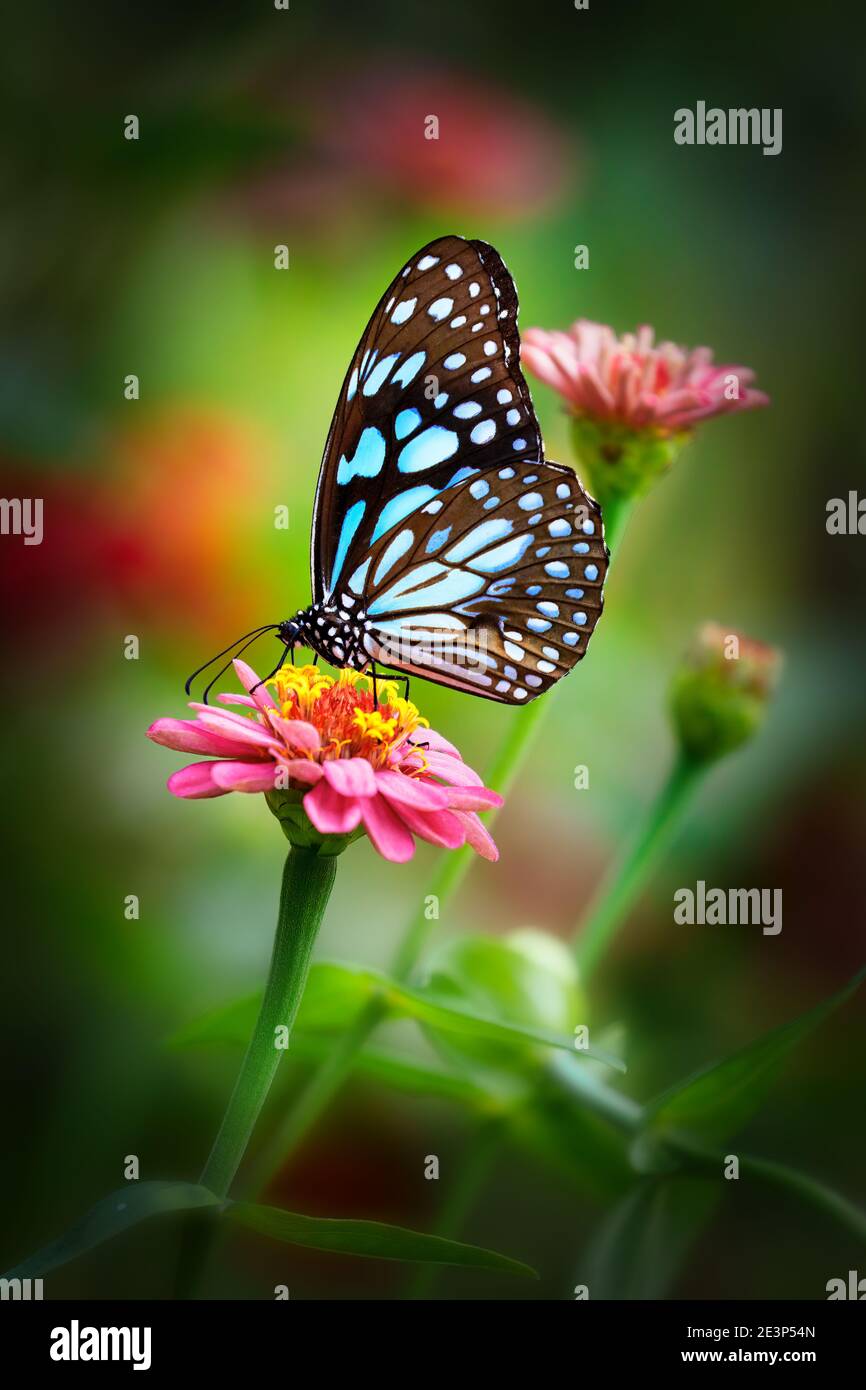 lue papillon tigre sur une fleur rose de zinnia avec foncé arrière-plan vert Banque D'Images