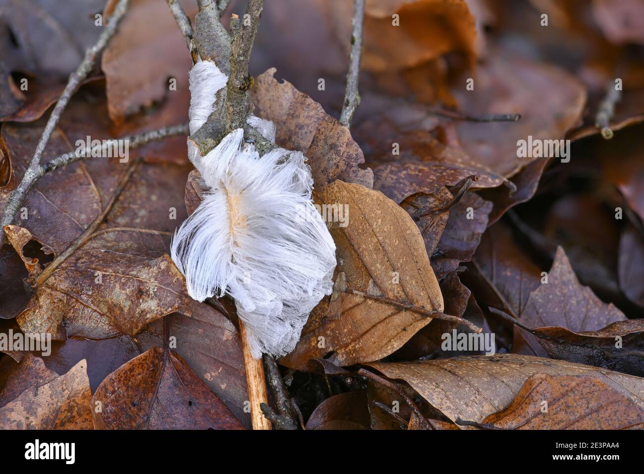 Cheveux de glace, cheveux de glace sur bois, glace de cheveux dans la forêt d'hiver Banque D'Images