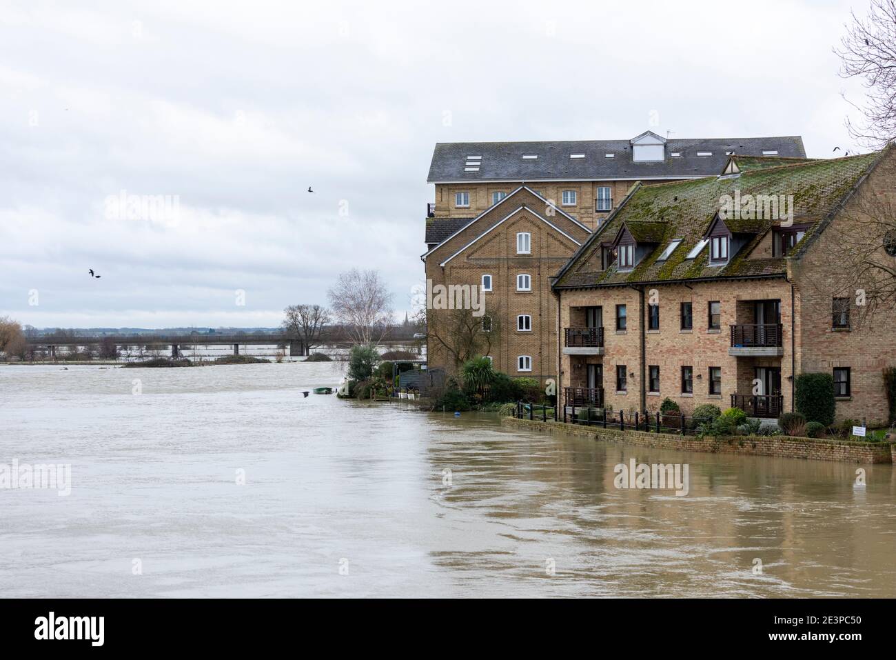 St Ives Cambridgeshire, Royaume-Uni. 20 janvier 2021. La rivière Great Ouse a éclaté sur ses rives et a inondé les terres environnantes alors que Storm Christof continue d'apporter de fortes pluies à travers le Royaume-Uni. Des avertissements d'inondation sont en place pour la région et d'autres précipitations sont prévues. La rivière est susceptible de s'élever davantage dans les prochains jours, car l'eau en amont s'écoule vers le bas. Crédit : Julian Eales/Alay Live News Banque D'Images