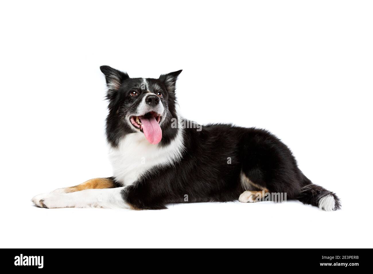 chien collie à bordure tricolore devant un fond blanc Banque D'Images
