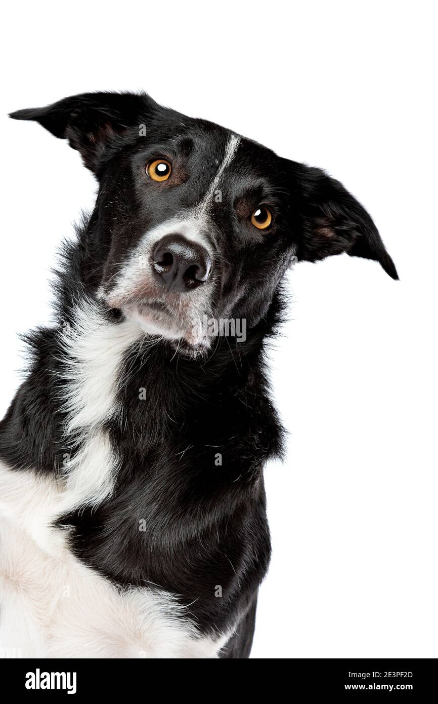 bordure noire et blanche chien de collie devant un arrière-plan blanc Banque D'Images