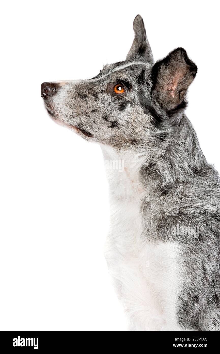 chien collie à bordure bleue merle devant un blanc arrière-plan Banque D'Images